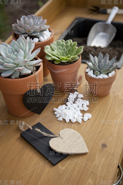 花园长凳上的肉质植物
