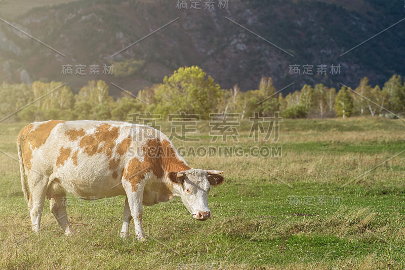 在山区牧场放牧的奶牛