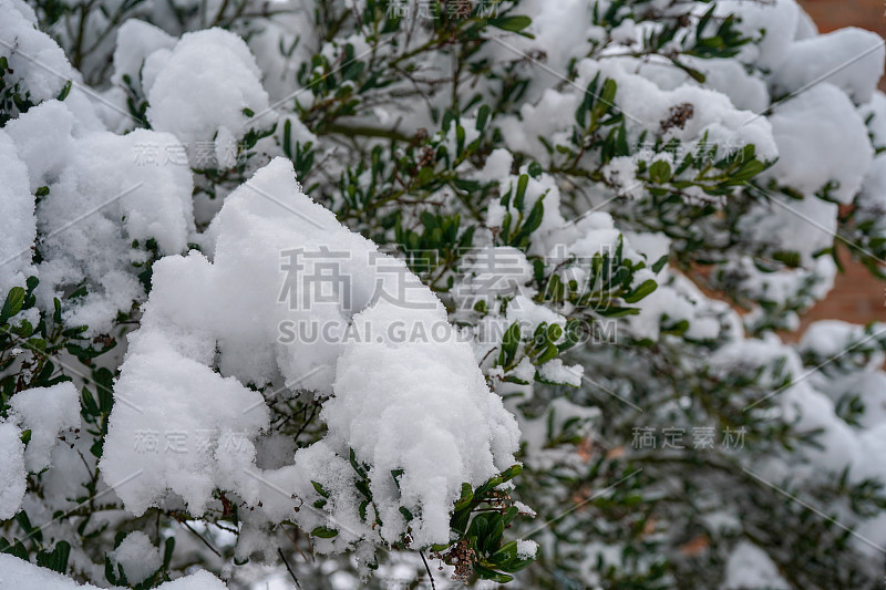 花园中被雪覆盖的植物的特写