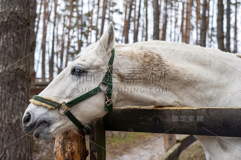 一匹白马从树林附近的木篱笆后面探出头来。有笼头的动物在森林里，在街道上，在畜栏里。马的头部特写。