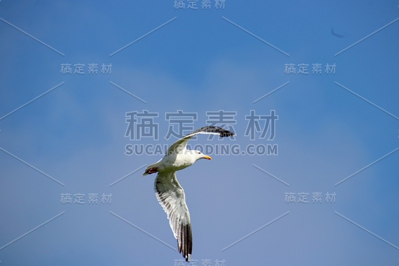 海鸥在蓝天上飞翔