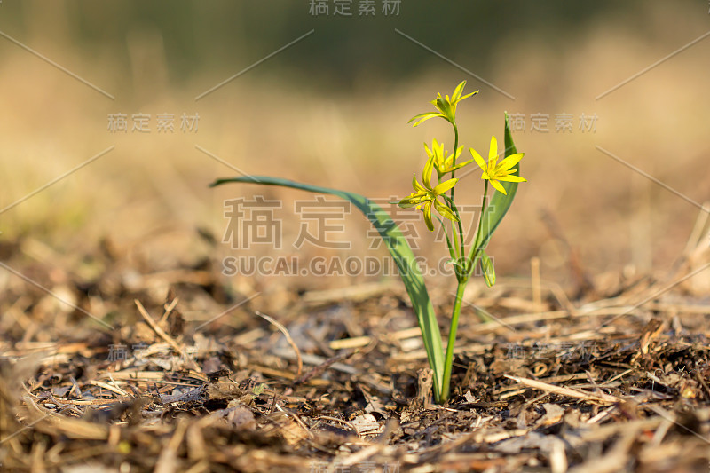 伯利恒的一种黄色星形植物(黄花百合属)，初春开花，是一种欧亚百合科的多年生球状草本植物，有披针形的叶