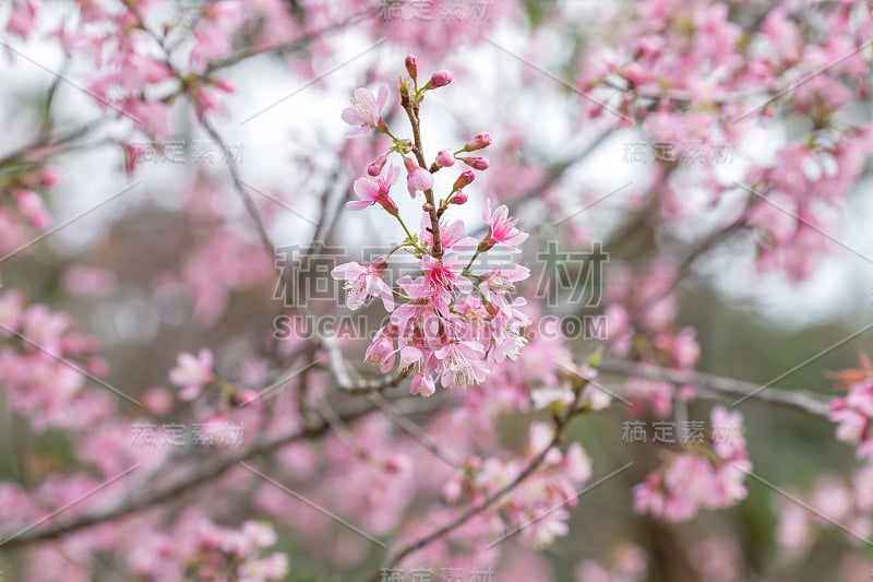 野生的绿樱桃，Prunus cersoides (Prunus)