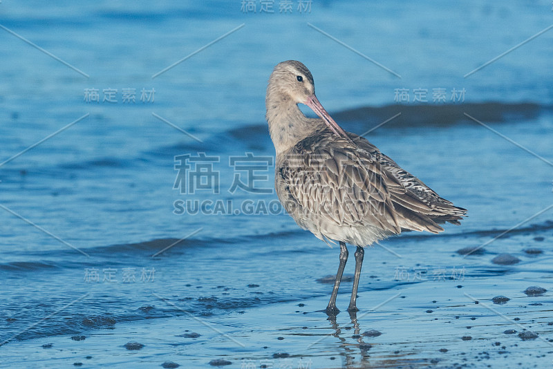 斑尾哥德威特- Limosa laponica