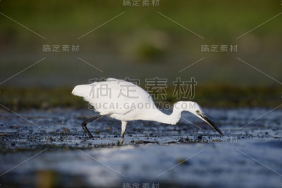 小白鹭，小白鹭