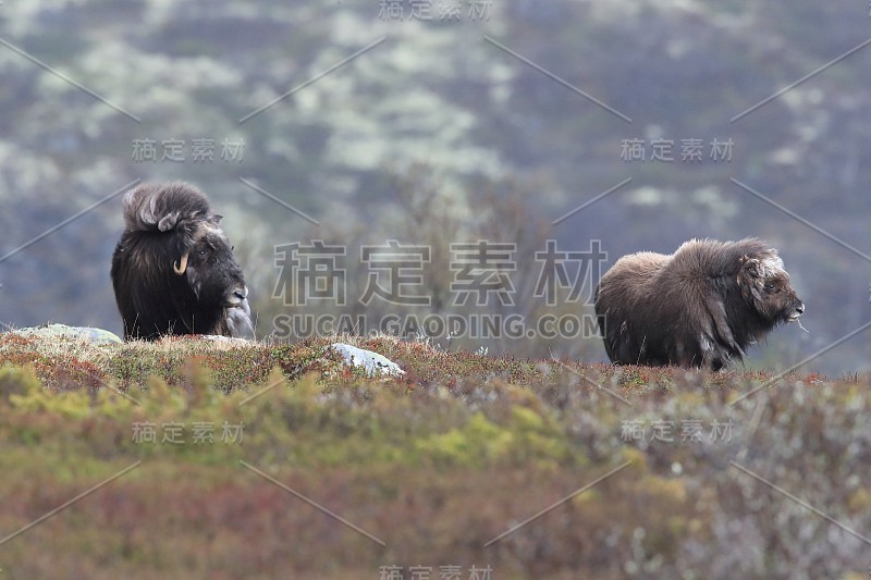 莫舒索赫森·多夫雷费尔国家公园诺威根