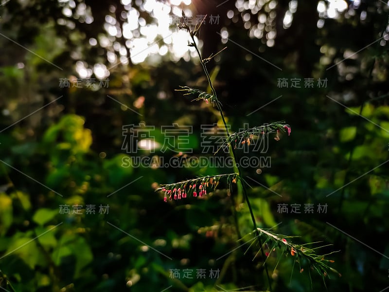 海葵是一种禾本科多年生开花植物，除南极洲外，在世界各地均有分布。