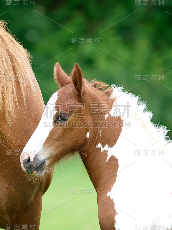 漂亮的母马和小马驹