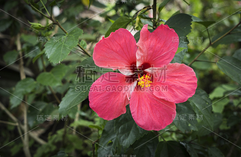 芙蓉罗萨西宁西斯