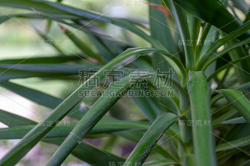 亚卡植物的特写镜头