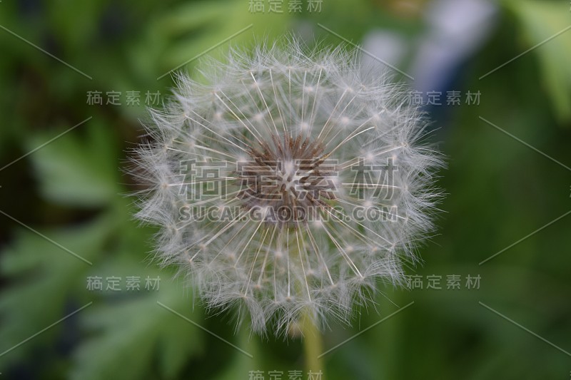 白色的蒲公英花