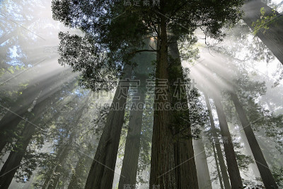 紫外线在树后面