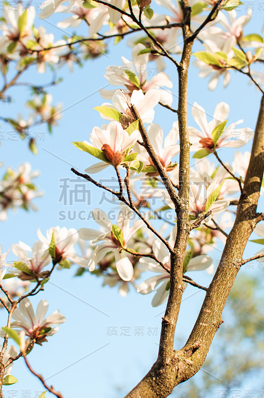 美丽的盛开的木兰枝与开放的花朵。春天的花园里，白玉兰和郁金香花。五月在植物园。