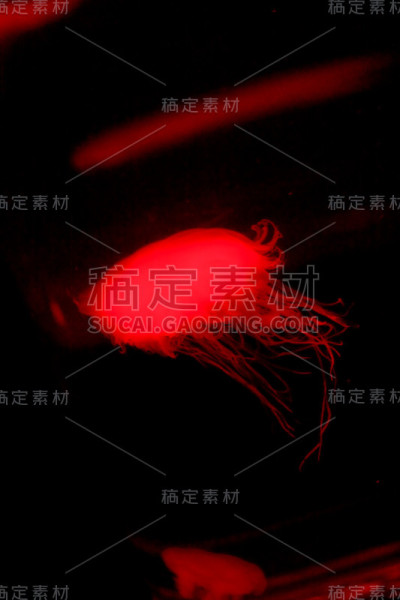 水母