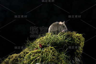 森林姬鼠，地鼠爬上树枝寻找食物