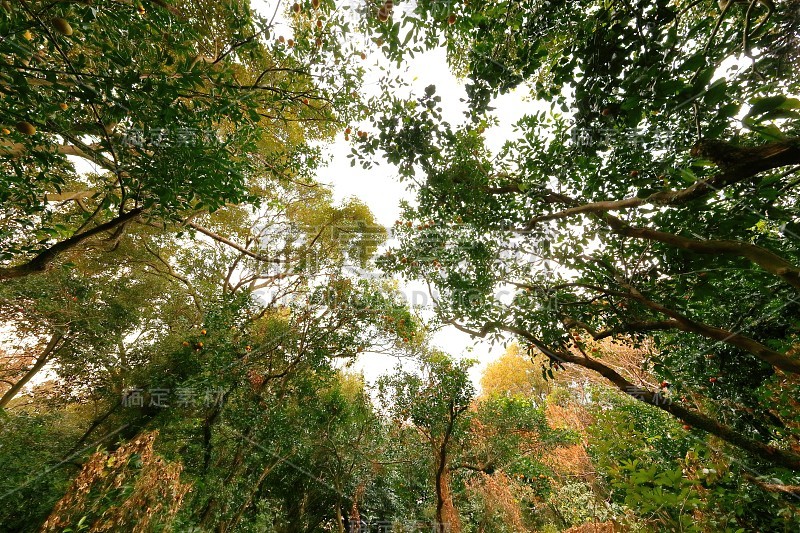 茶花，公园，茶花林，村庄，乡村，