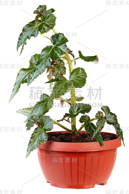 花植物在碗孤立在白色背景。秋海棠L。