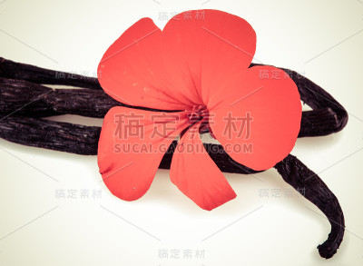 香草豆和花
