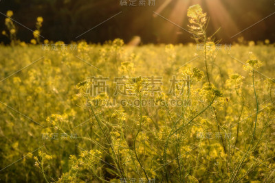 野花黄草甸油菜