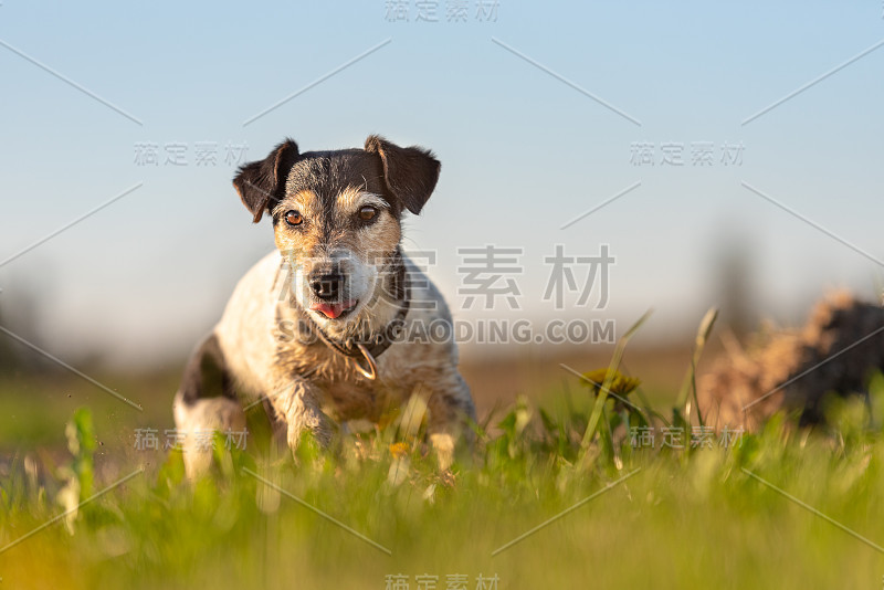 一个小可爱的杰克罗素梗狗的肖像在户外的自然对抗蓝天