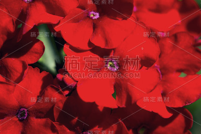 盛开的红夹竹桃