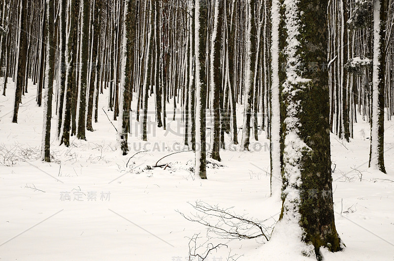 冬天的场景后一场雪在山毛榉森林在托斯卡纳山。意大利。