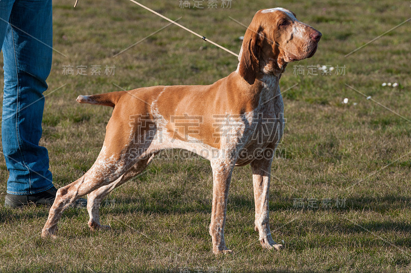 意大利布拉科犬，一种指向猎犬品种