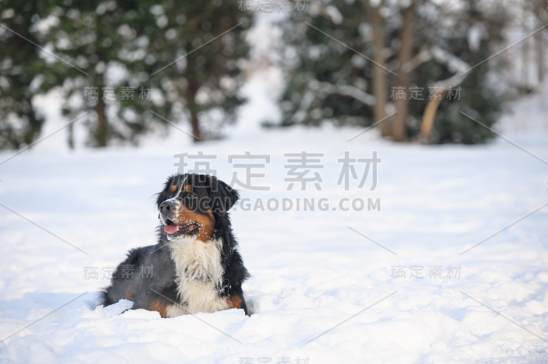 伯尔尼兹山犬