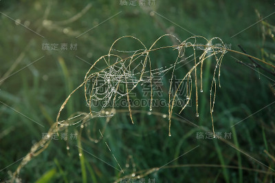 蜘蛛的网