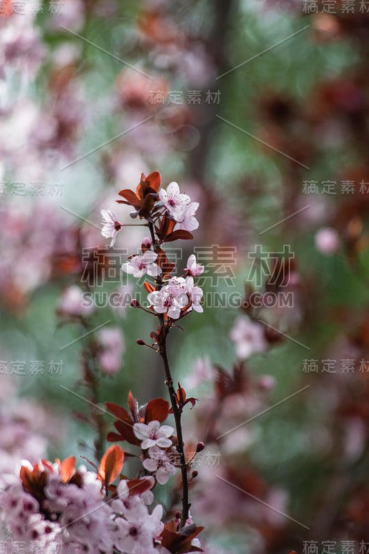 粉红色的樱桃梅花，紫色的叶子树，黑樱桃，细部，树枝，花，树，土耳其樱桃，野梅树，野梅花盛开在美丽的春