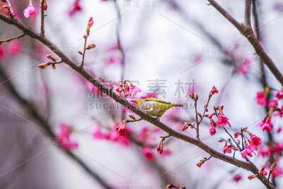 鸟日本白眼和樱花