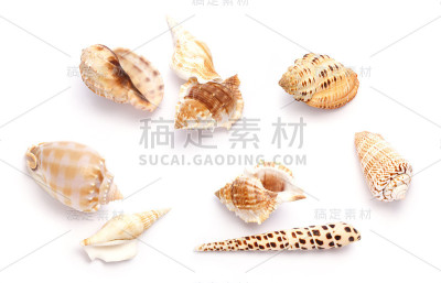 贝壳