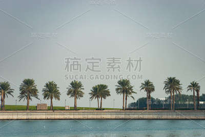 棕榈树在一条线上，大海在背景和前景上