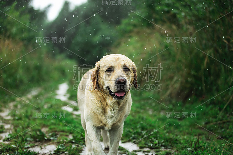 有趣的狗在农村的雨滴下玩耍