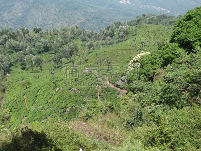 茶园，树和花的美景。