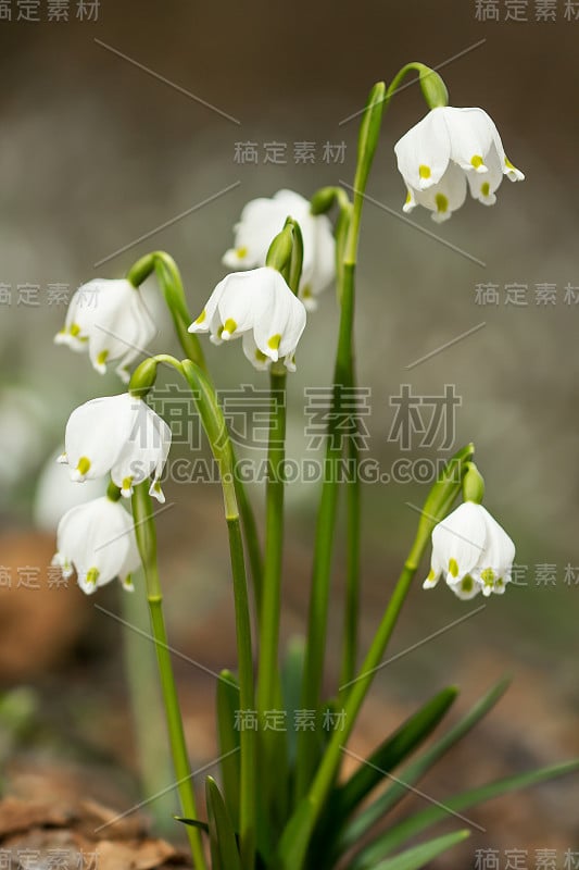 春季雪花，石蒜科多年生球茎开花植物，单朵白色花，花被片顶端有黄色或绿色标记。天门冬、石蒜科、石蒜科