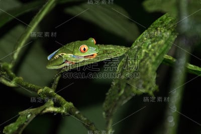 红眼睛的青蛙