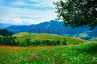 大自然，喀尔巴阡山的夏季景观，野花和草地，山上云杉，美丽的多云天空