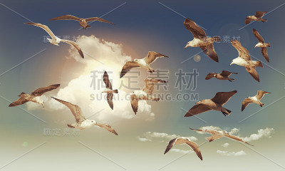 海鸥飞