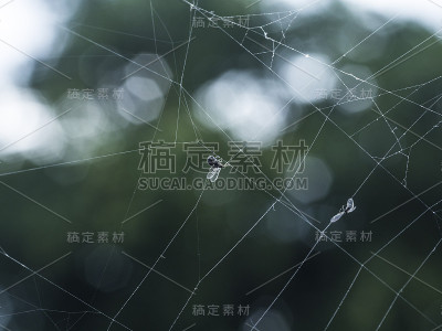 蜘蛛网和昆虫