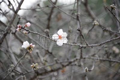 西班牙的杏花
