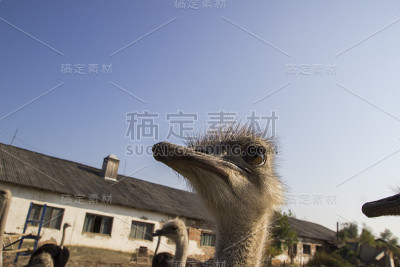 鸵鸟养殖场的鸵鸟头。农场围场里的鸵鸟。有趣而奇怪的鸵鸟惊讶地看着画框。农场围场里的鸵鸟
