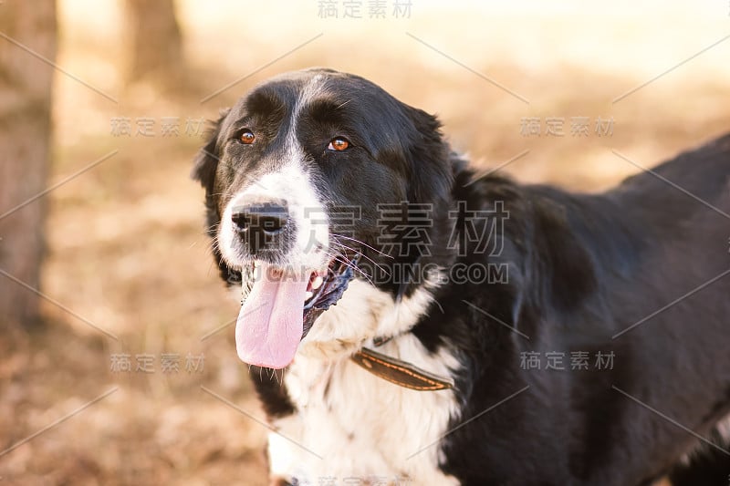 狗阿拉拜中亚牧羊犬特写肖像