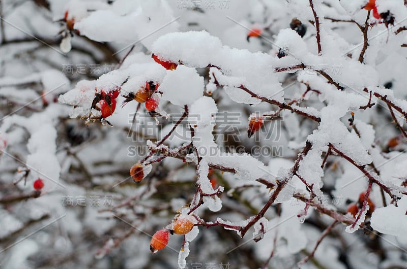 雪下的野玫瑰浆果