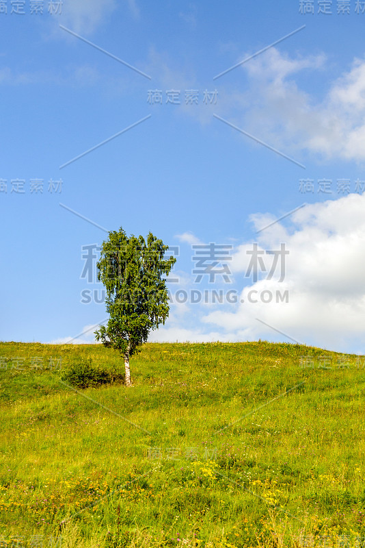 生长在绿色山丘上的桦树