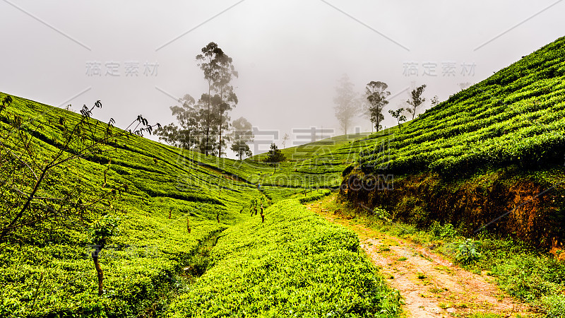 斯里兰卡的茶叶种植