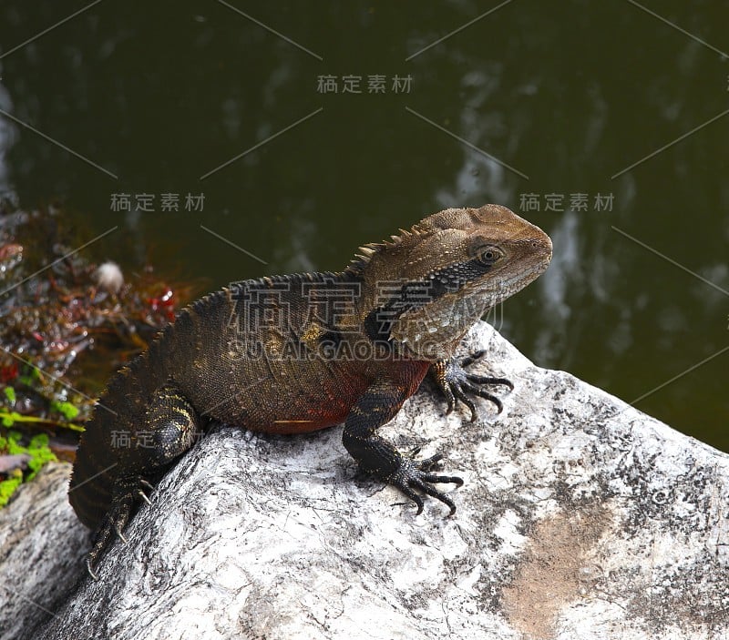 一只蜥蜴坐在一块岩石上，在一个阳光明媚温暖的夏天下午新南威尔士州悉尼公园