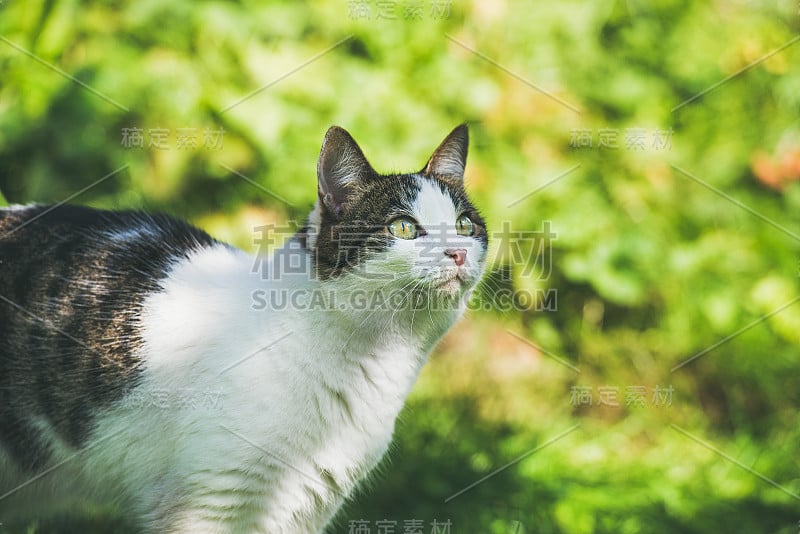 白色和灰色的猫在花园里，看在一边