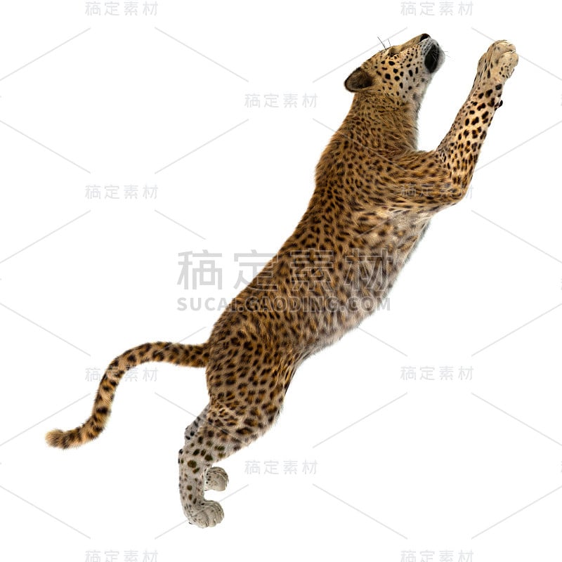 3D渲染大猫豹在白色