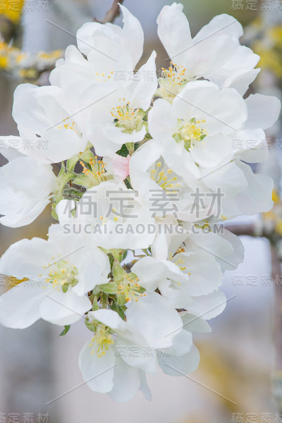 自然花花瓣图案的春天苹果树枝盛开